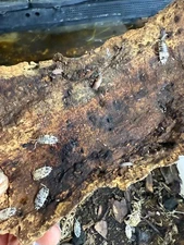 Bioactive Isopod & Springtail Cultures