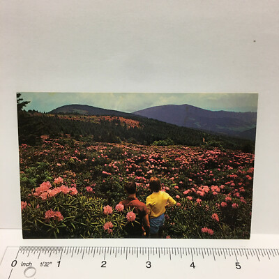 Postcard Roan Mountain Rhododendron Garden Flower North Carolina Tennessee