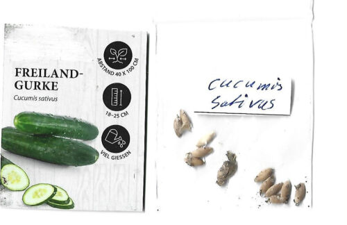 10 Samen Gurke / Freiland+Gewächshaus möglich Cucumis Sativus ertragreich - Bild 1 von 2