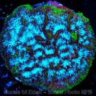 Corals of Eden ~ WYSIWYG Live Coral Frag ~ Frozen Tundra Leptoseris SPS LPS — photo 7