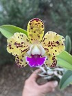 (Slc. Jungle Hotspot x Slc. Katherine Clarkson) - 11246 — photo 1