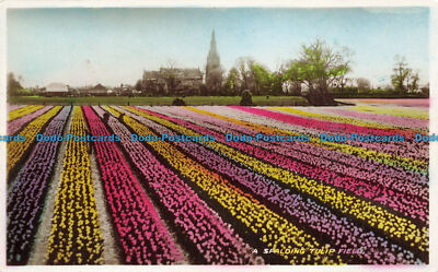 R650283 A Spalding Tulpenfeld. Spalding Free Press. RP