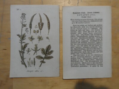 Genuine (approx. 1800) Copperplate White Mustard Sinapsis alba