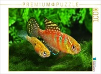 Calvendo Puzzle Hypsolebias Gardneri, Brasilien | 1000 Teile Lege-GrößE 64X48Cm