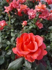 Ring of Fire 2 Gal. Live Bush Plant Hybrid Tea Rose Plants Fine Roses Landscape