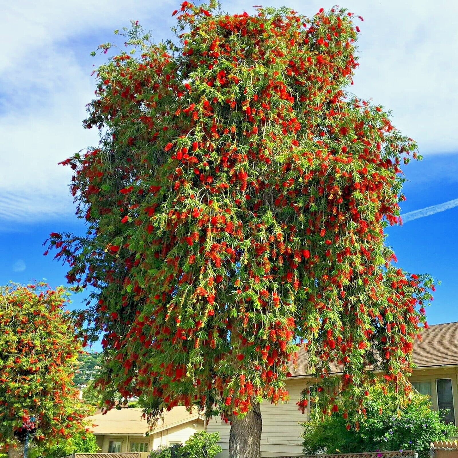 100 WEEPING BOTTLEBRUSH Flower Tree Seeds Garden Plant (Callistemon