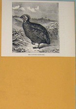 Perdices perdices pintadas con estampado antiguo original aves aves aves