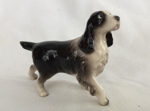 miniature springer spaniel