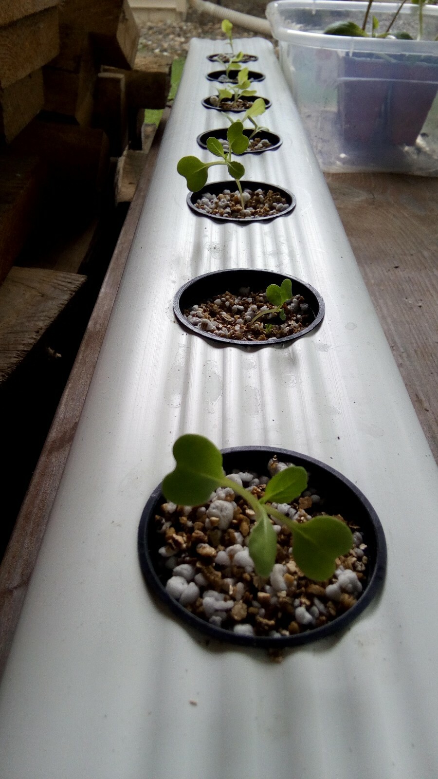 Hydroponic Baby Greens Vinyl Downspout Garden eBay