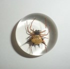 Picture 4 of 9