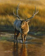 River Passage - Bull Elk by Rebecca Latham Fine Art Print Wildlife Hunting 16x20