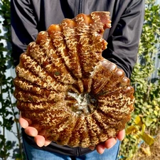 3.52LB Natural Fossil Snail Agate Fancy Cabochon Gemstones