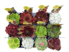 Hauswurz Sempervivum Züchtersorten 12 Stück mit 10 verschiedenen Sorten