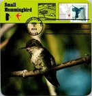 Dr Jim Stamps Maximum Card Small Hummingbird 34C Fdc