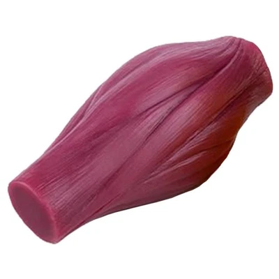 Modèle D'anatomie des Muscles Humains Texturé Modèle de Muscle Humain Réaliste - Photo 1/4