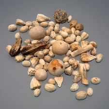 Natural Sun Bleached Nautical Dried Seed Pods Nuts Gourds Rattan Balls Mix 1.5lb