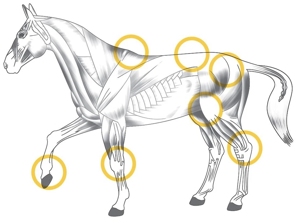 Premium Horse Equine MSM Chondroitin Glucosamine Powder 8kg No fillers/additives - image 3 of 4