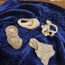 Natural Sea Shell Fossil Rock Ocean Stone Coral 4x For Piece Lot Coral Stone