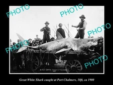OLD LARGE HISTORICAL GAME FISHING PHOTO OF GREAT WHITE SHARK CATCH c1900 NZ