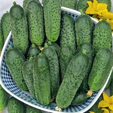 Cucumber seeds, 40 Cucumber Grasshopper F1 parthenocarpic Netherlands #231+TRACK