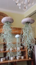 Pflanze, Luftpflanze, Zimmerpflanze, Deko maritim, exotisch, zum Hängen, Bad