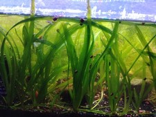 5 Plants Jungle Vals Vallisneria Live Freshwater Aquarium Plants Fish tank Sag