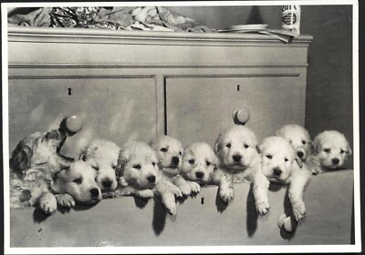 Modern Postcard:  A Drawer Full of Pyrenean Mountain Pups. Free UK p&p