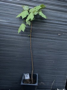 Red Maple Tree