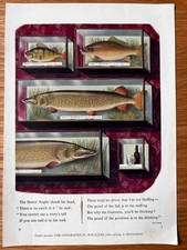 Vintage Original 1940's GUINNESS ADVERT FISHING FISH ANGLING Trophy 1946 Ad