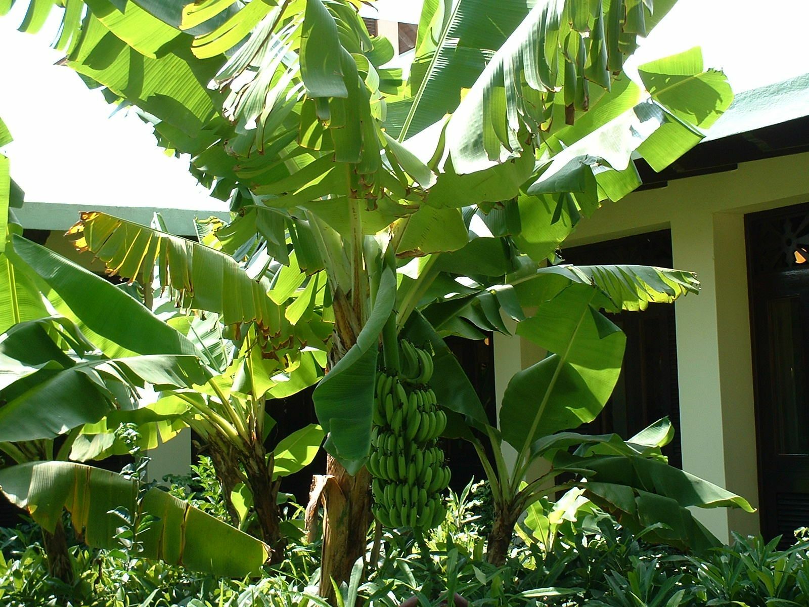 Bananier du Japon rustique Musa Basjoo pour végétaliser un petit jardin sans entretien complexe