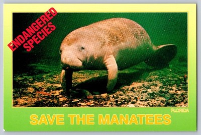 Florida Manatee Endangered Species Save The Manatees Postcard