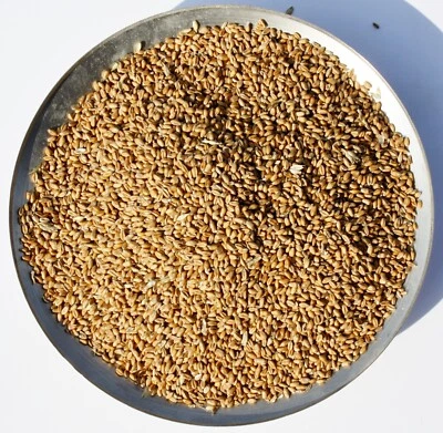 LITTLE BEAKS HOME GROW 2025 FEED WHEAT FOR POULTRY, WILD BIRD FEED AND GAME BIRDS 20Kgs bag