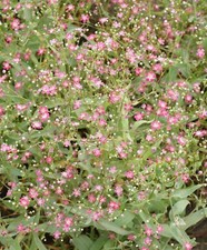 Deep Carmine Baby's Breath Seeds 500 Gypsophila Elegans Flower USA ANNUAL