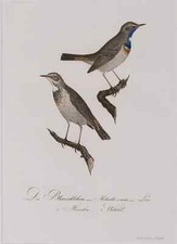 Blaukehlchen, Johann Conrad Susemihl, Kupferstich