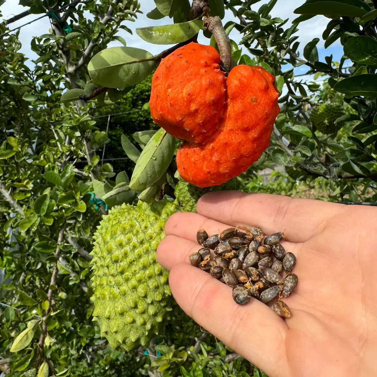 Annona Spinescens 2 cuttings - (Orange Soursop )- for grafting | eBay