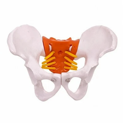 Modèle D'anatomie Articulé Modèle de Bassin avec Articulations Mobiles - Photo 1/4