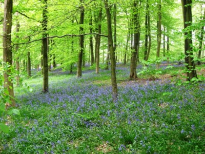 Foto 6x4 Bluebells in Fülle im Wald Wendover Bluebells sind ein Gr. 2009
