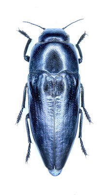 Buprestidae, Sphenoptera rangnowi Kerremans, 1909, SUPER RARE!!! AFGHAN, female