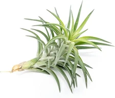 Tillandsia Neglecta Air Plant - Easy Care Live Indoor Outdoor Home Decor