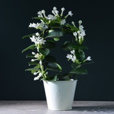 Jasmine on a Hoop Scented Houseplant White Blooms 11cm Potted Plant By T&M