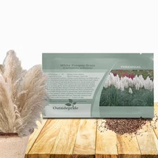 1000 Seeds White Pampas Seed For Planting Outdoors - Ornamental Grasses For