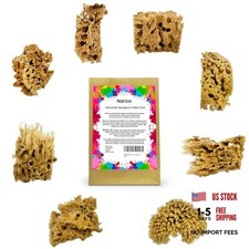 Artist Natural Sea Sponges for Painting 8 Pack  Unbleached Unique Art Tool