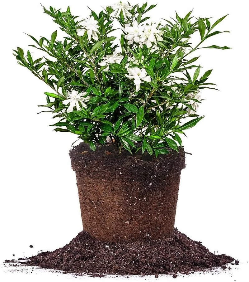 Perfect Plants Nursery Frostproof Gardenia - Thumbnail 2