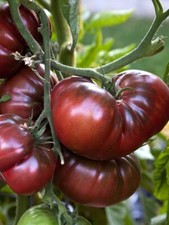 30 graines de tomate Noire de crimée BIO jardinbocage.fr