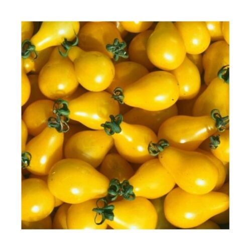 25 Graines de Tomate Cerise Poire Jaune BIO seeds plantes légumes ancien potager - Bild 1 von 1