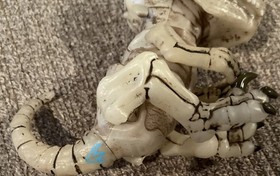 GLOOM WowWee Fingerlings Untamed Raptor Dinosaur T-Rex Bonehead Skeleton Glows!