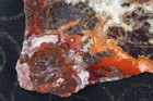 Crazy Lace Agate Slab -  131 Grams - Lapidary - Display - Crafts - Collect — photo 3
