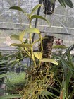 Cattleya tigrina flamea 4n x Blc Duriagan MOUNTED orchid — photo 3