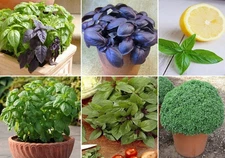 - 700+ Seeds Basil Indoor Sweet Ornamental (Genovese, Corsican, Lemon, Lime a...