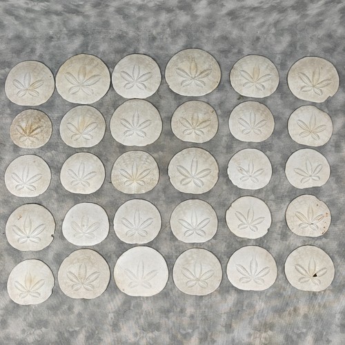 Lot 30 Real Sand Dollars 2.5-3.25" Coastal Seashells Beach Craft Decor Bulk DIYs